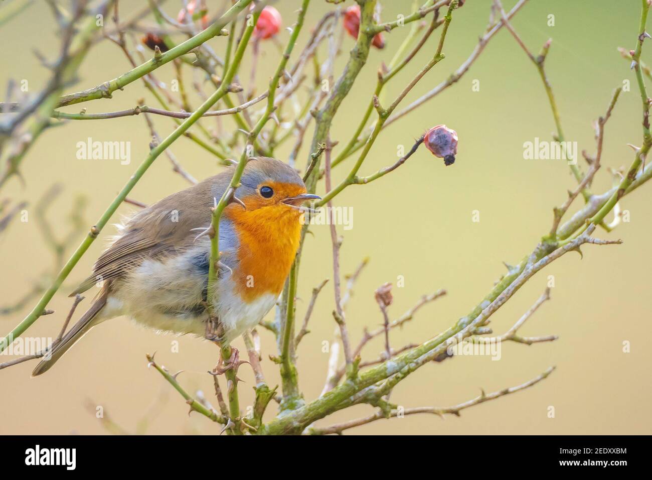 Europäischer Robin Erithacus rubecula singt in der Paarungszeit im Springreiten Sonnenlicht in Sonnenstrahlen. Stockfoto