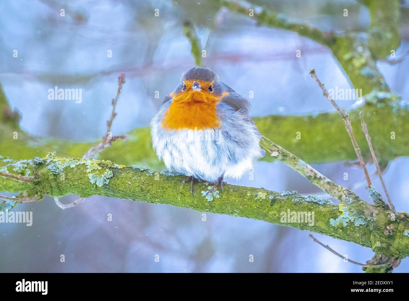 Europäischer Rotkehlchen Erithacus rubecula Futter im Schnee, schöne kalte Winter Einstellung Stockfoto