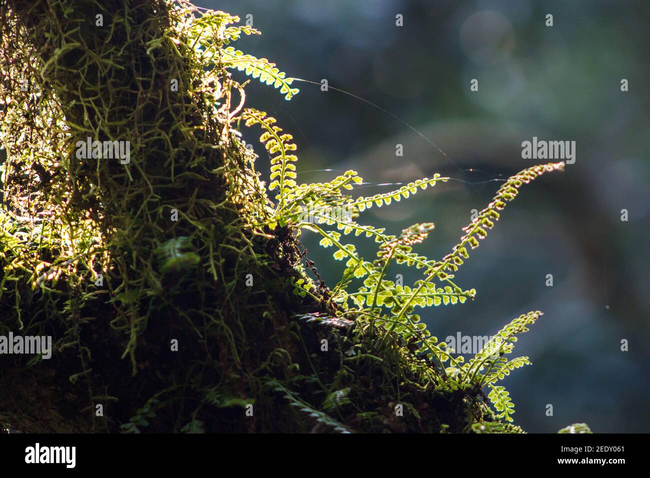 Kleine Farne, die auf einem Baumzweig in der Graskop Gorge in Südafrika wachsen und vom späten Nachmittagslicht beleuchtet werden Stockfoto