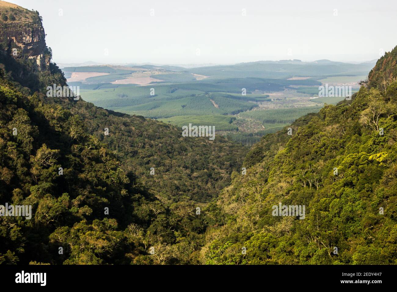 Lowveld Blick, mit der Graskop Gorge, bedeckt mit endemischen Regenwald im Vordergrund und mit Kiefernplantagen im Hintergrund Stockfoto