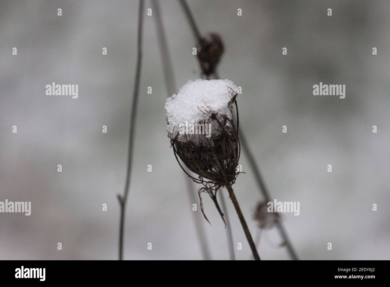 Winter im Stadtpark Staddijk Stockfoto