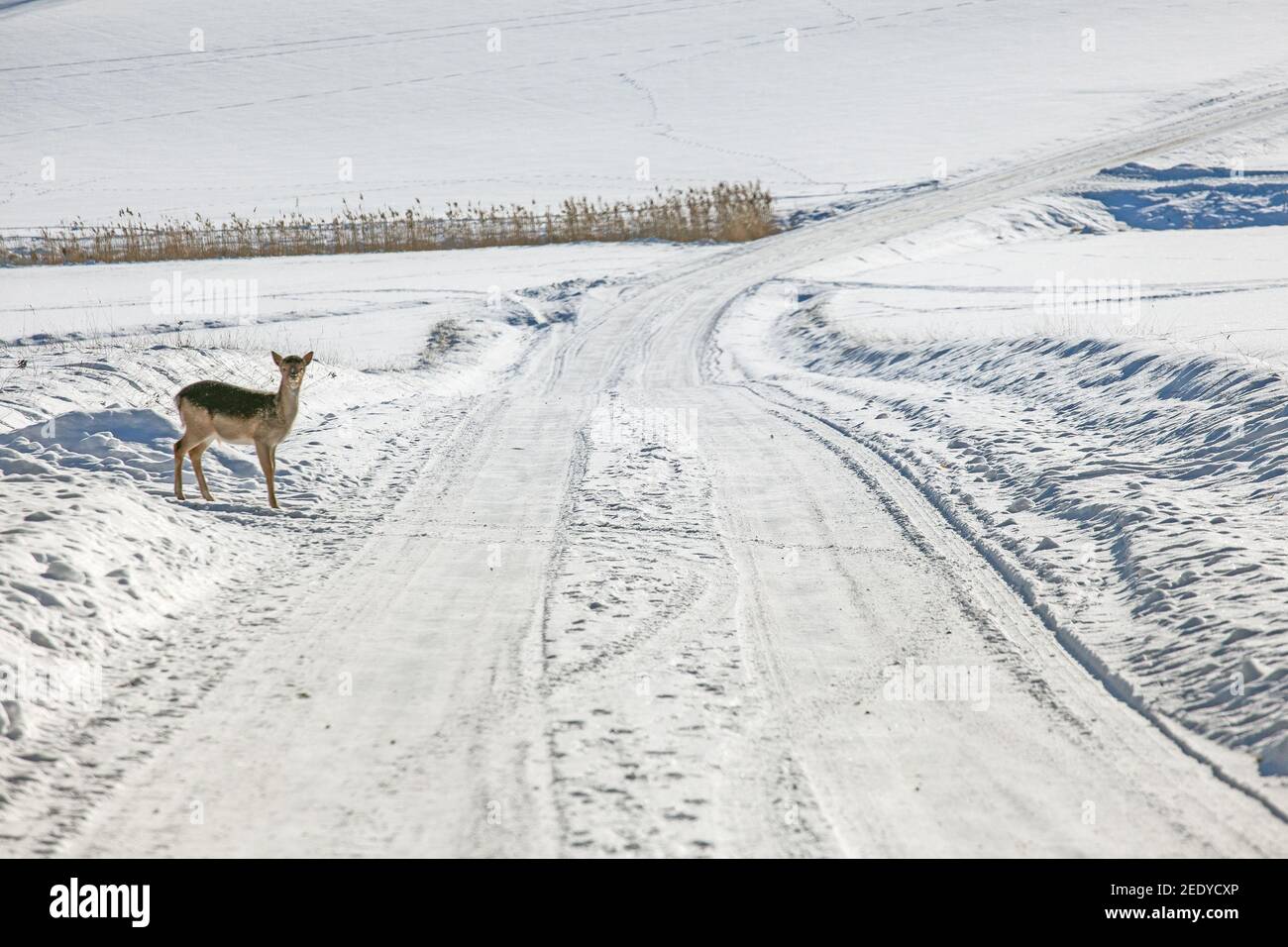 Rehbaby in der Winterlandschaft Foto: Bo Arrhed Stockfoto