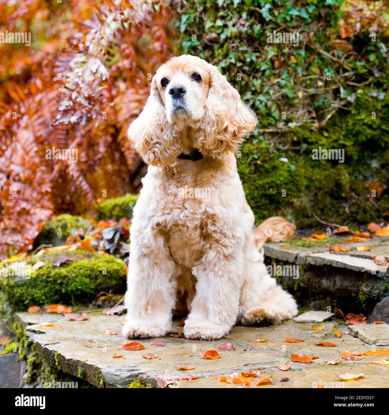 Englisch Cocker Spaniel Hund Stockfoto