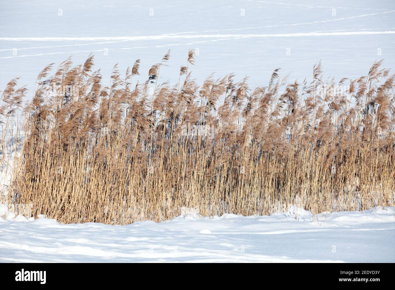 Schilf in der Winterlandschaft Foto: Bo Arrhed Stockfoto