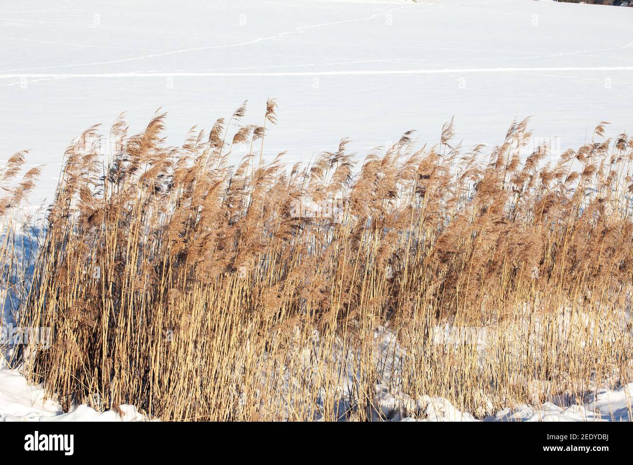 Schilf in der Winterlandschaft Foto: Bo Arrhed Stockfoto