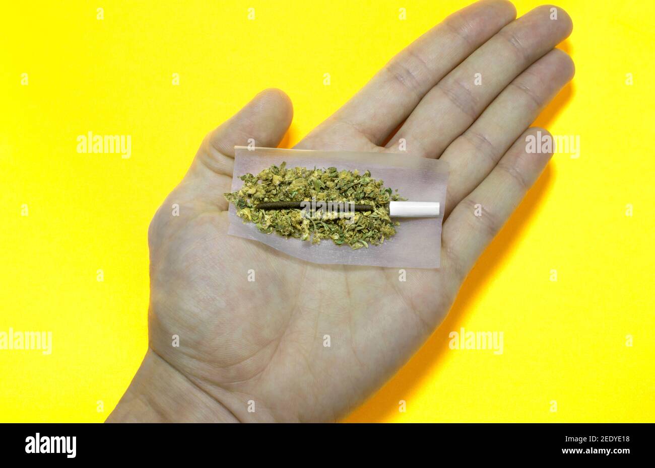 Hand hält hochwertige Joint mit zwei Arten von Cannabiszubereitungen  gemacht: Haschisch und Unkrautknospen. Hand mit Gelenk bereit, auf gelb zu  Rollen Stockfotografie - Alamy