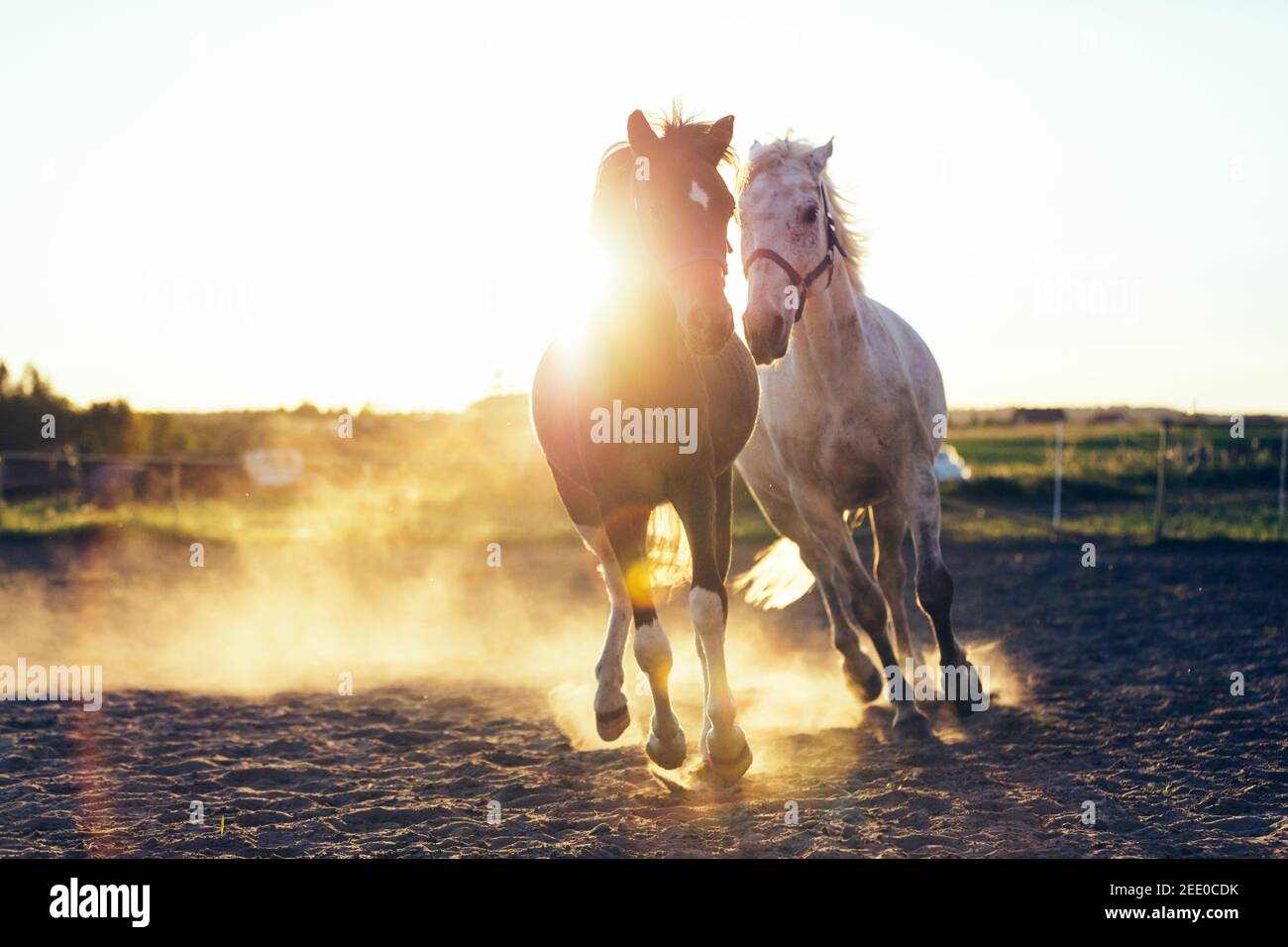 Weißes und dunkles Pferd galoppieren zusammen im Sand während des Sonnenuntergangs. Soziale Tiere. Stockfoto