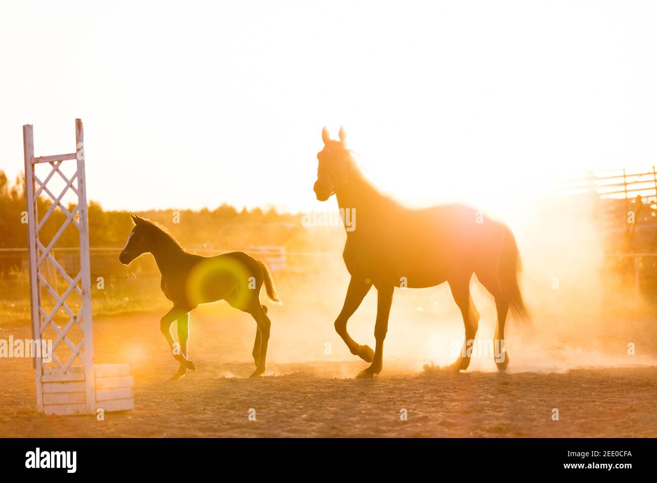 Reifes Pferd und ein hengstfohlen stehen auf dem Sandfeld im Sonnenuntergang. Nachkommen von Pferden. Stockfoto