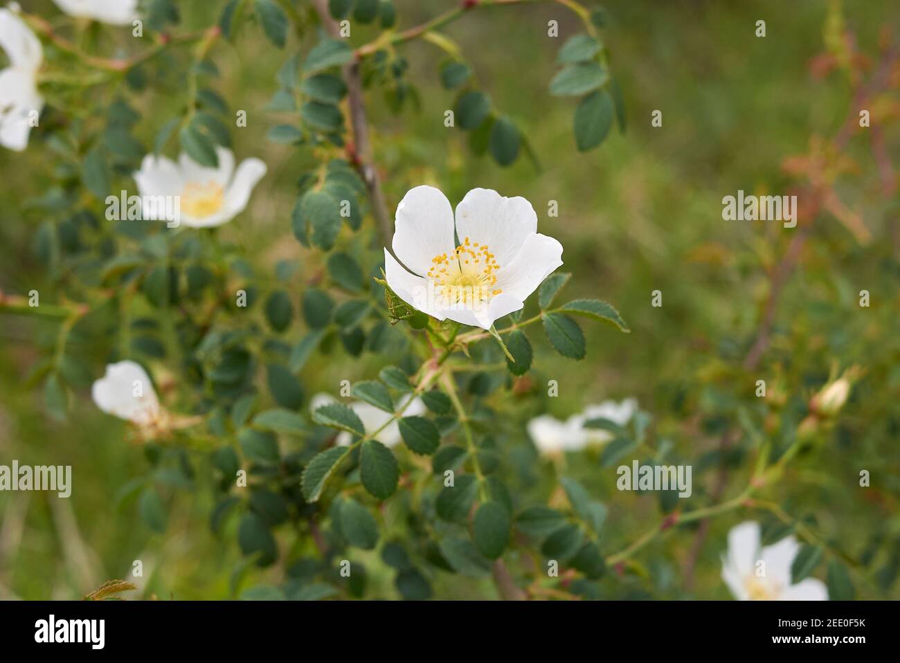 Rosa agrestis Strauch mit weißen Blüten Stockfoto