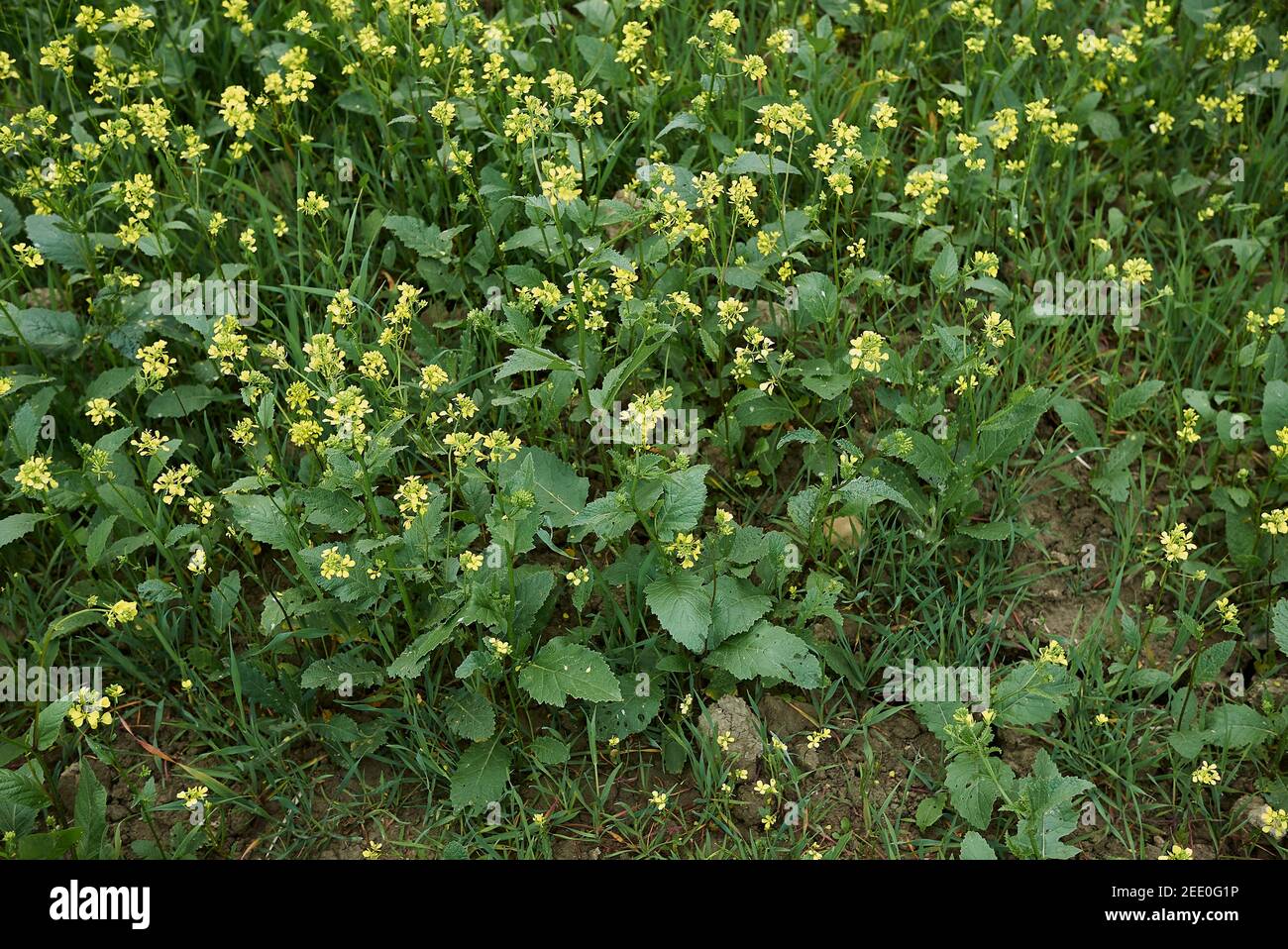 Sinapis arvensis gelbe Blüte im landwirtschaftlichen Feld Stockfoto