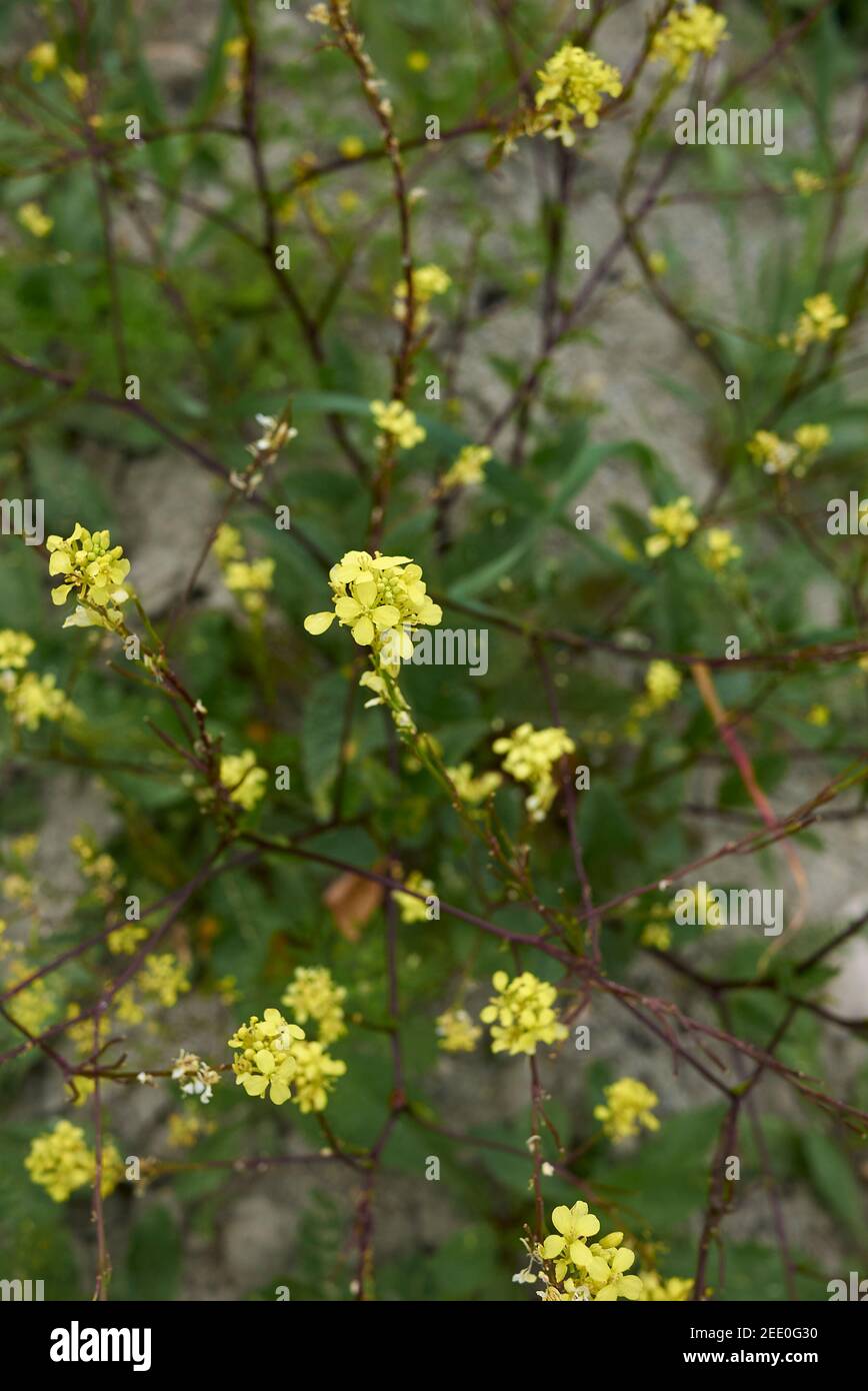 Sinapis arvensis gelbe Blüte im landwirtschaftlichen Feld Stockfoto