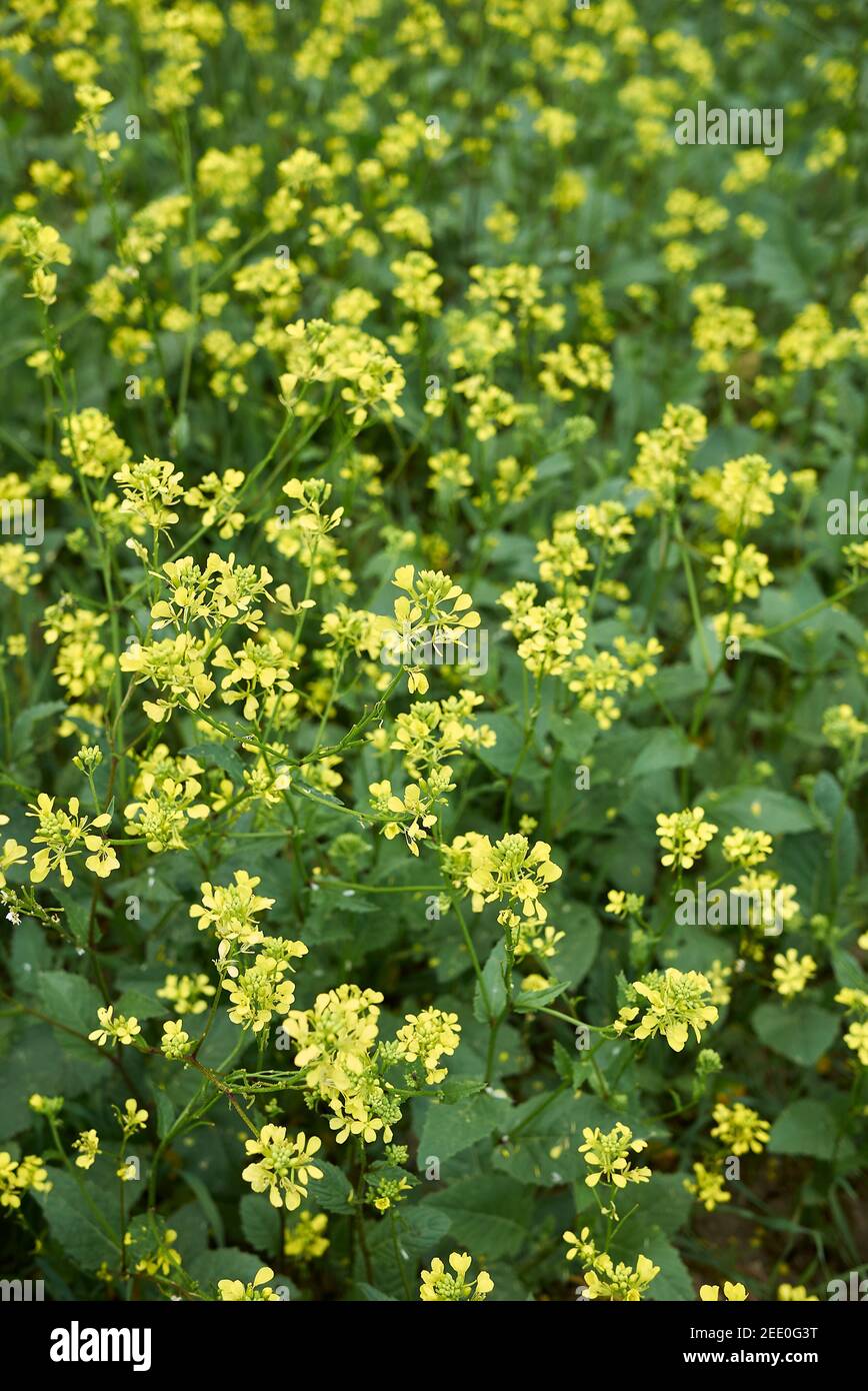 Sinapis arvensis gelbe Blüte im landwirtschaftlichen Feld Stockfoto