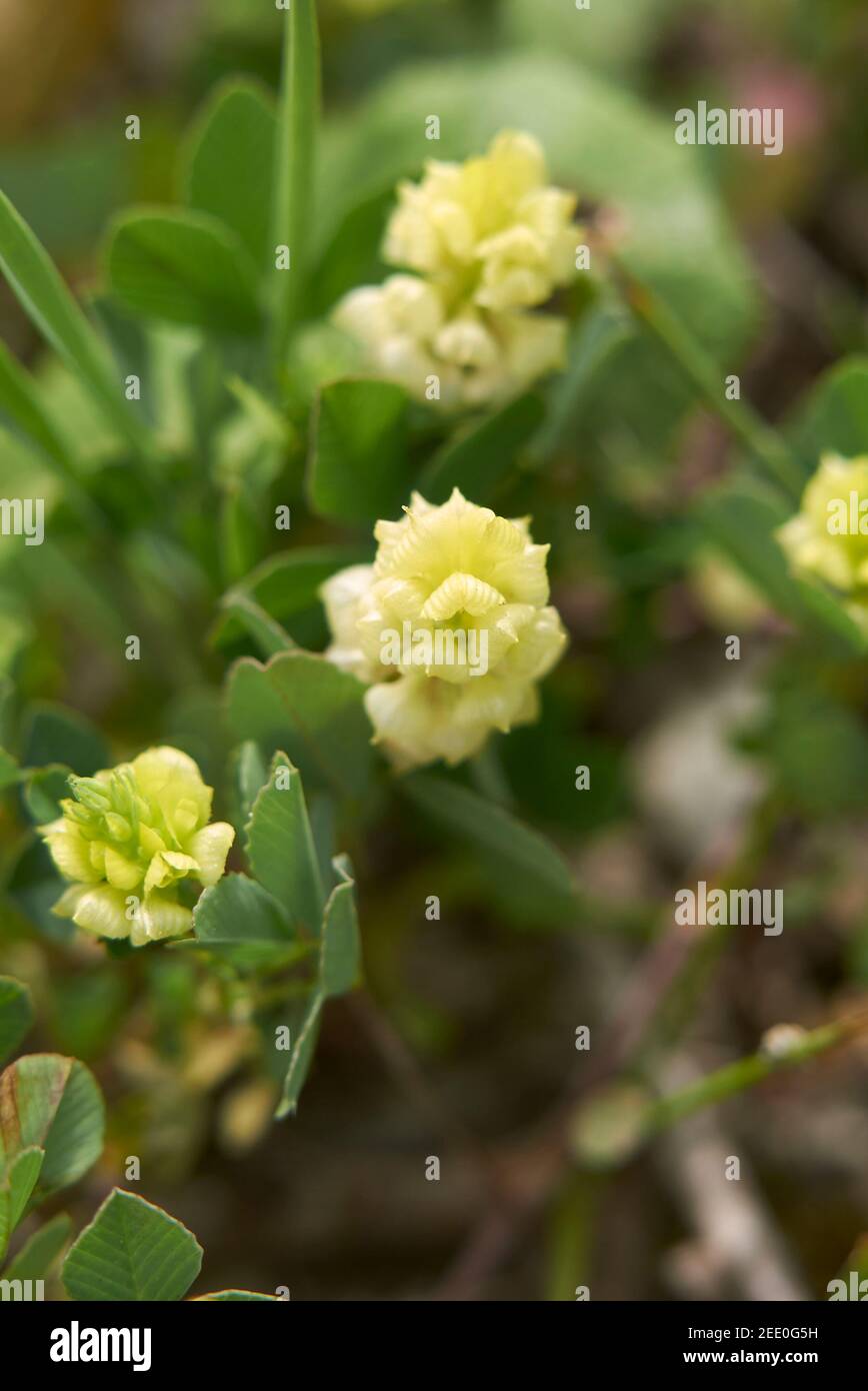 Trifolium campestre gelber Blütenstand Stockfoto