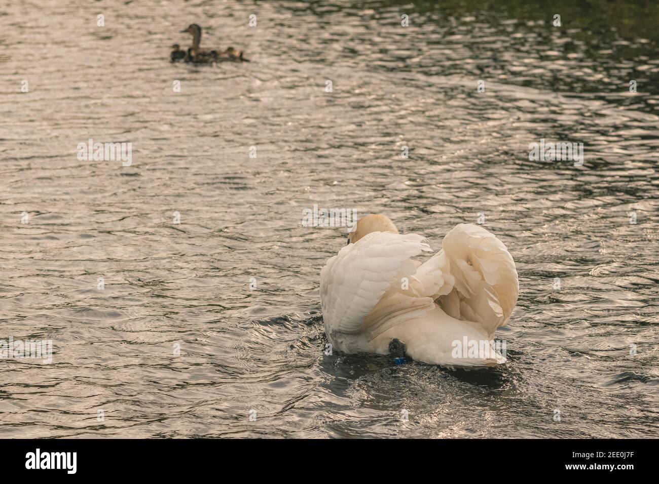 Ein wütender männlicher (Schwan)-Stummer jagt eine Stocktenfamilie von seinen Cygnets entlang des Montgomery-Kanals in der Nähe von Welshpool, Mid Wales Stockfoto