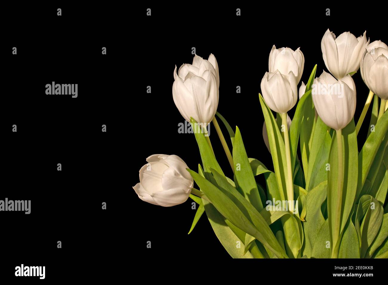 Bündel weißen Tulpen auf schwarzem Hintergrund Stockfoto