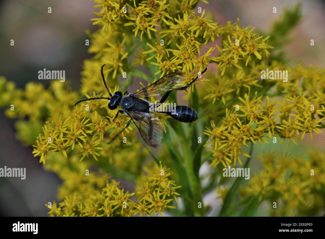 Schwarz-weiße Wespe auf gelben Blüten. Stockfoto