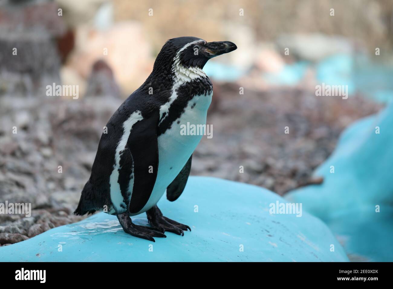 Ein Pinguin steht im Zoo. Stockfoto