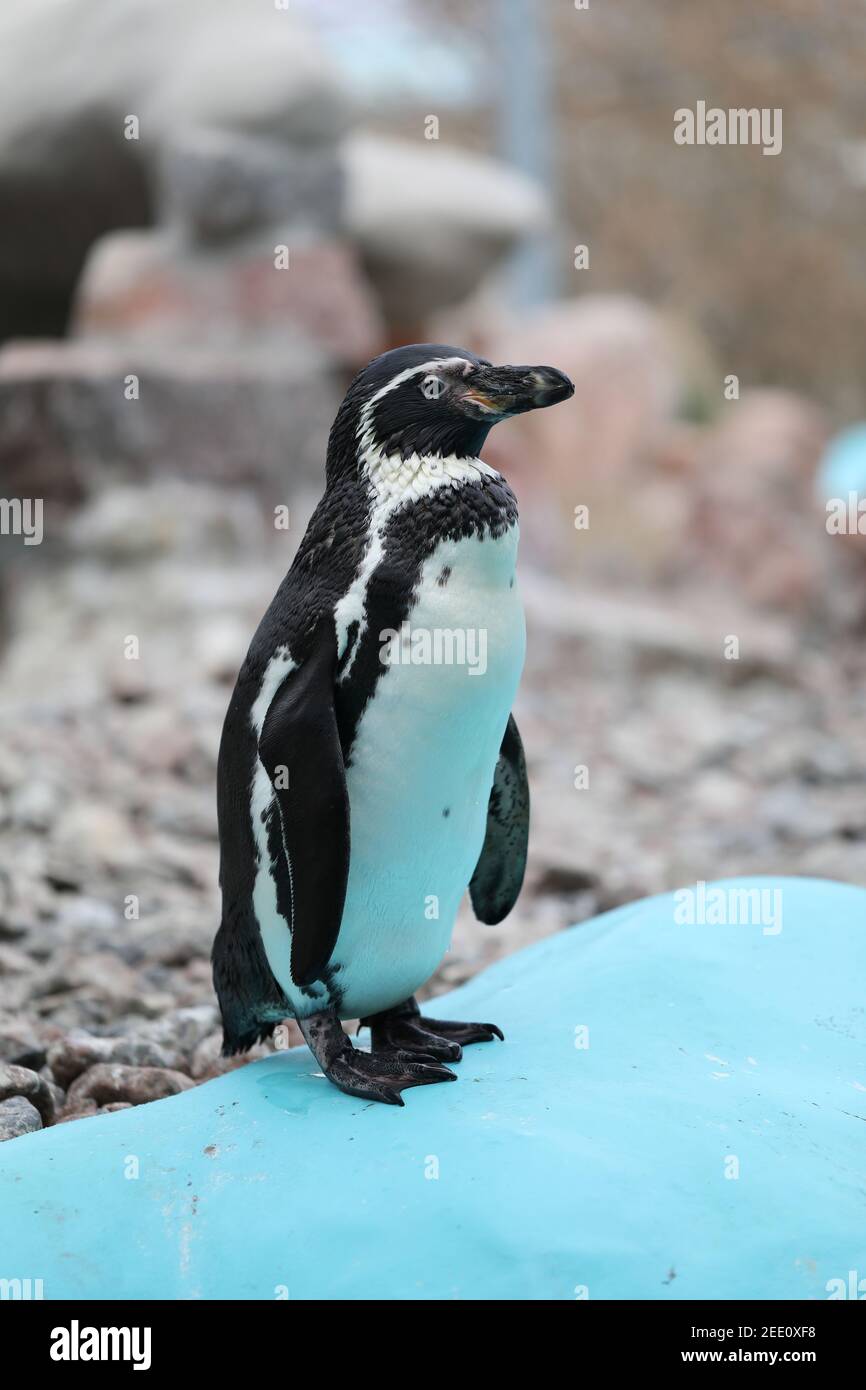 Ein Pinguin steht im Zoo. Stockfoto
