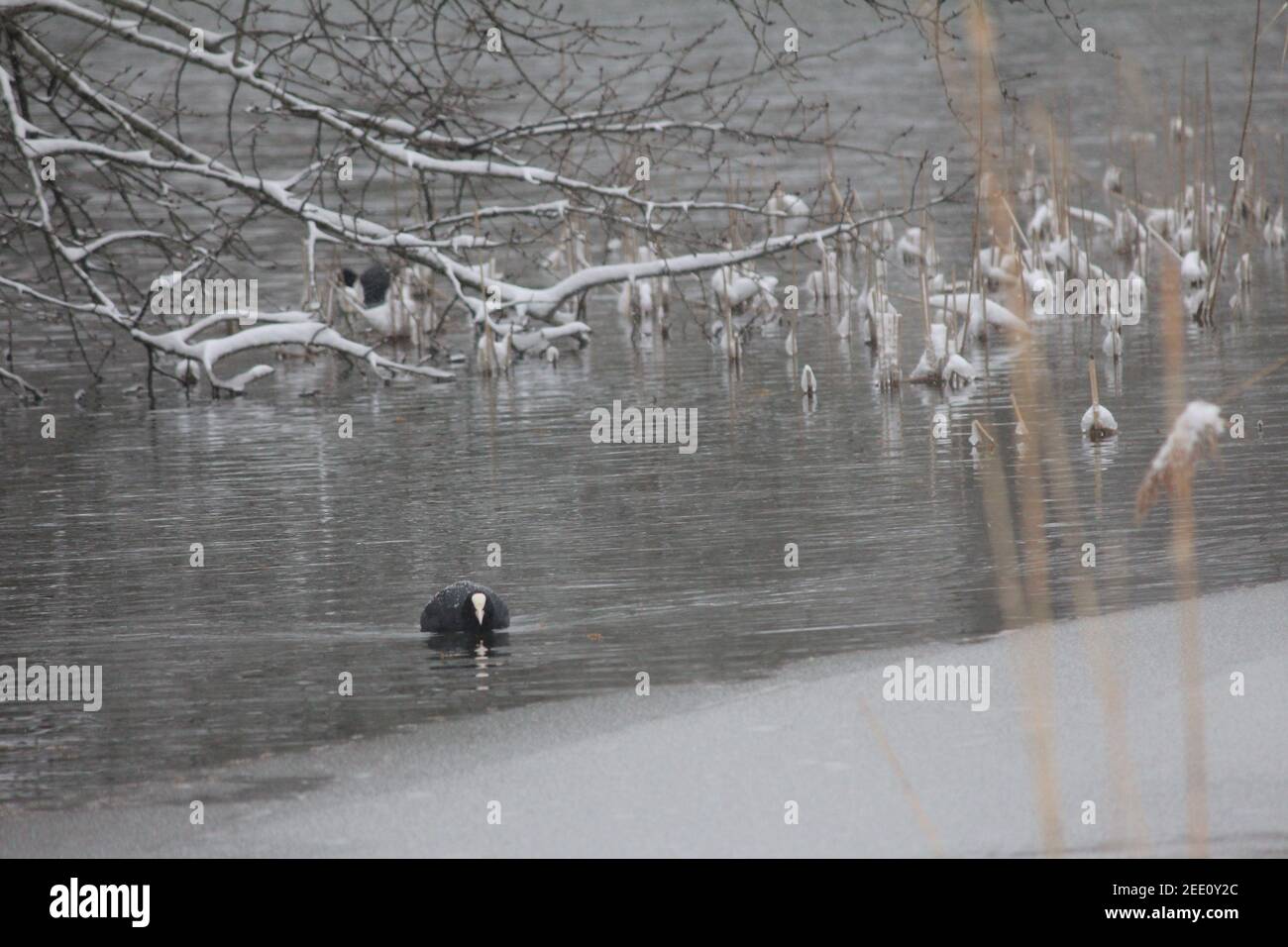 Winter im Stadtpark Staddijk Stockfoto