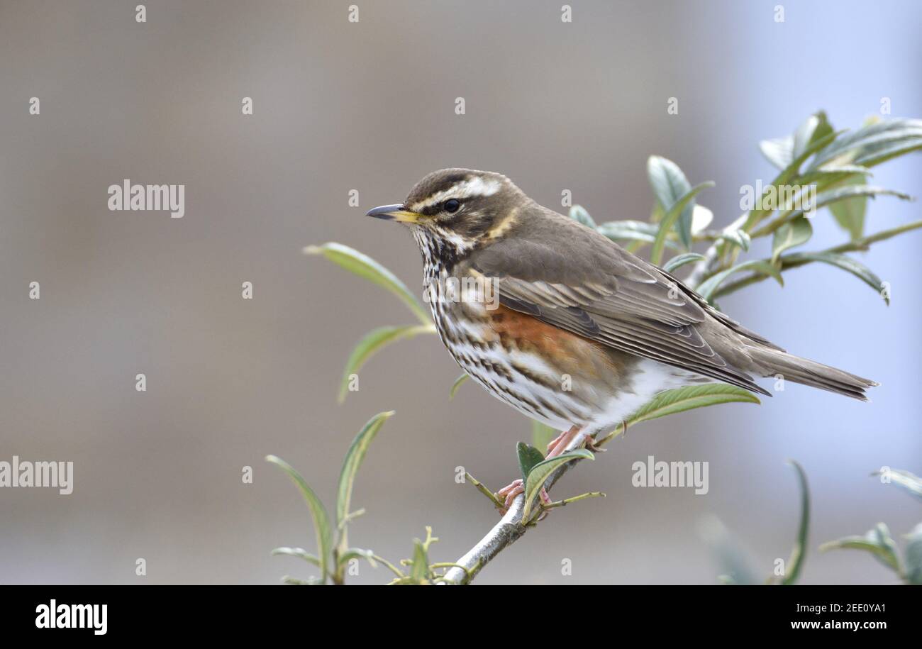 Rotflügel (Turdus iliacus) in einem Cotoneasterbaum ein Garten im Winter. Kent, Großbritannien (Februar 2021) Stockfoto