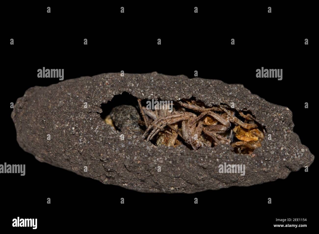 Sceliphron curvatum ist ein Insekt der Gattung Sceliphron Die Wespenfamilie Sphecidae Stockfoto