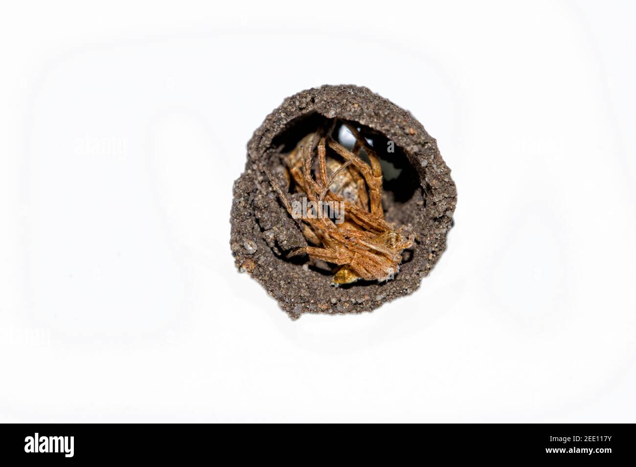 Sceliphron curvatum ist ein Insekt der Gattung Sceliphron Die Wespenfamilie Sphecidae Stockfoto
