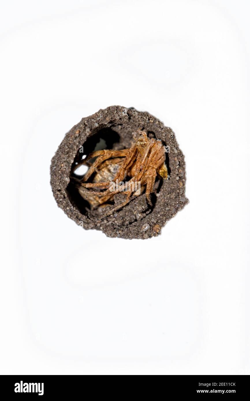 Sceliphron curvatum ist ein Insekt der Gattung Sceliphron Die Wespenfamilie Sphecidae Stockfoto