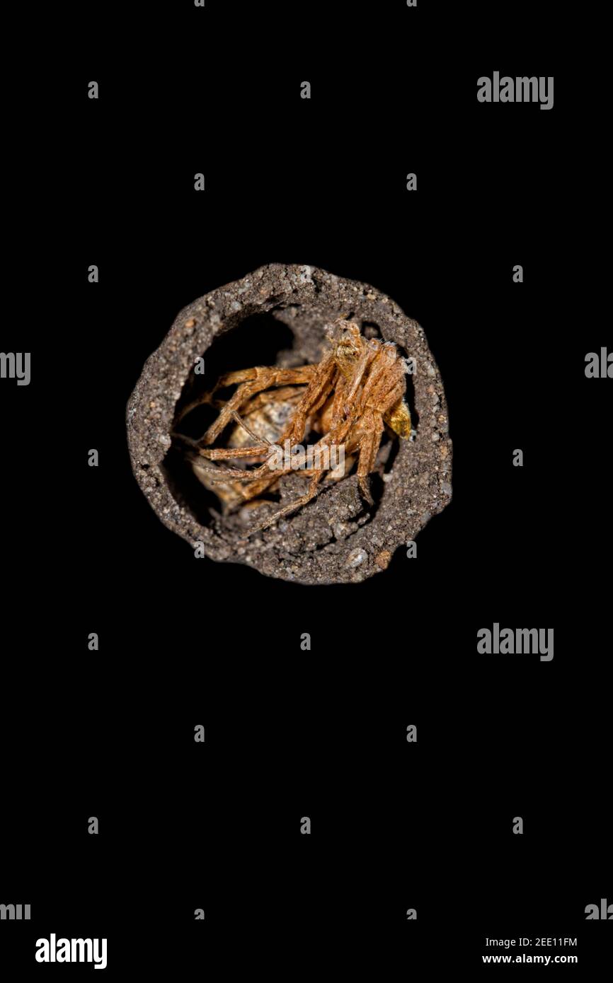Sceliphron curvatum ist ein Insekt der Gattung Sceliphron Die Wespenfamilie Sphecidae Stockfoto