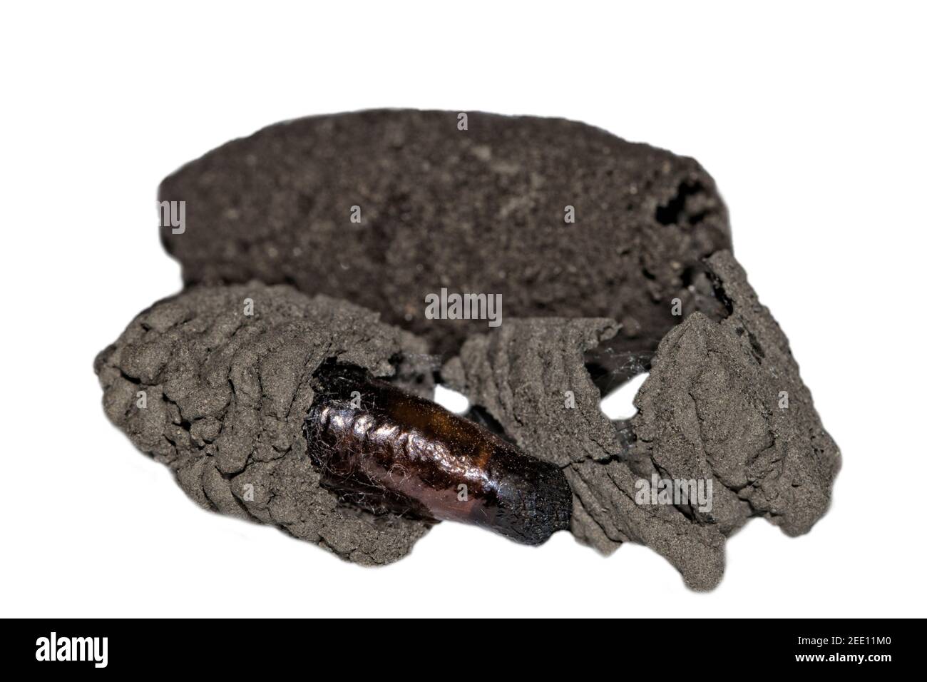 Sceliphron curvatum ist ein Insekt der Gattung Sceliphron Die Wespenfamilie Sphecidae Stockfoto