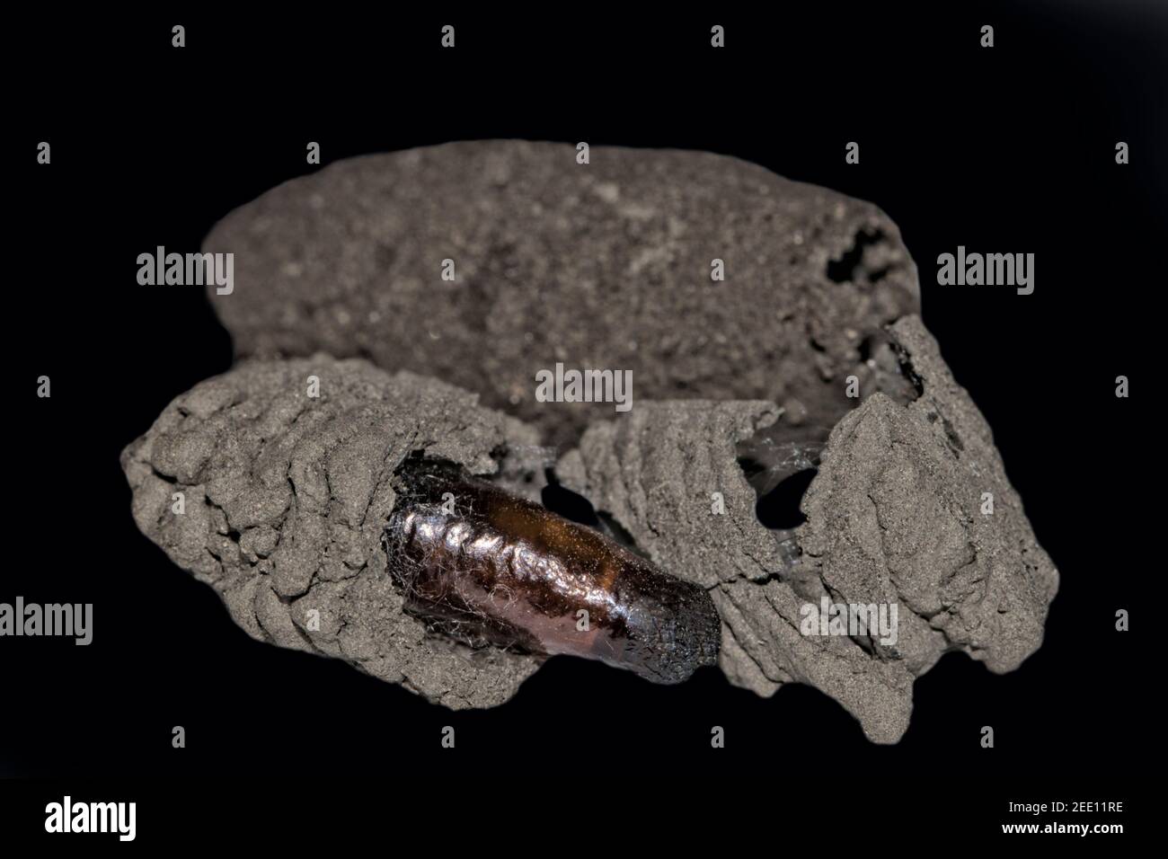 Sceliphron curvatum ist ein Insekt der Gattung Sceliphron Die Wespenfamilie Sphecidae Stockfoto