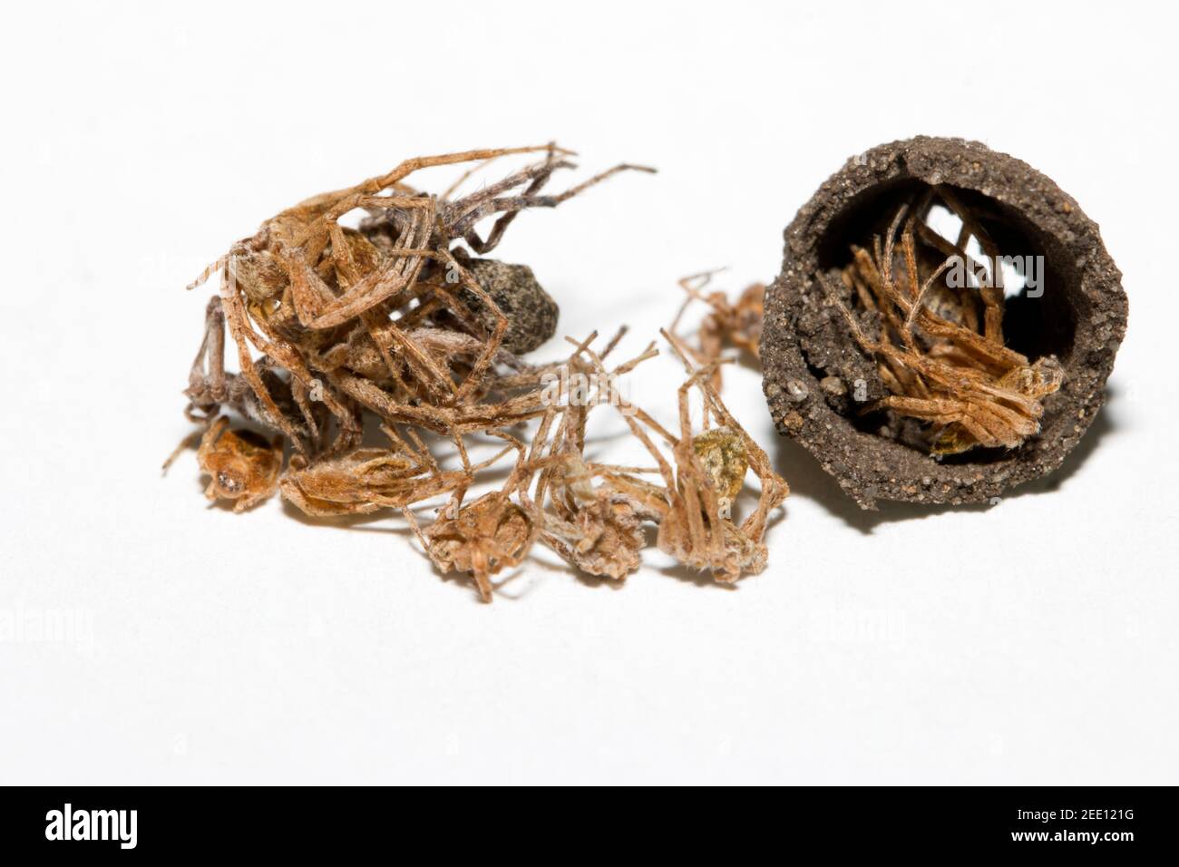 Sceliphron curvatum ist ein Insekt der Gattung Sceliphron Die Wespenfamilie Sphecidae Stockfoto