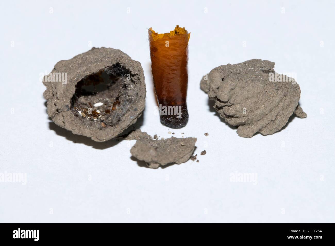 Sceliphron curvatum ist ein Insekt der Gattung Sceliphron Die Wespenfamilie Sphecidae Stockfoto