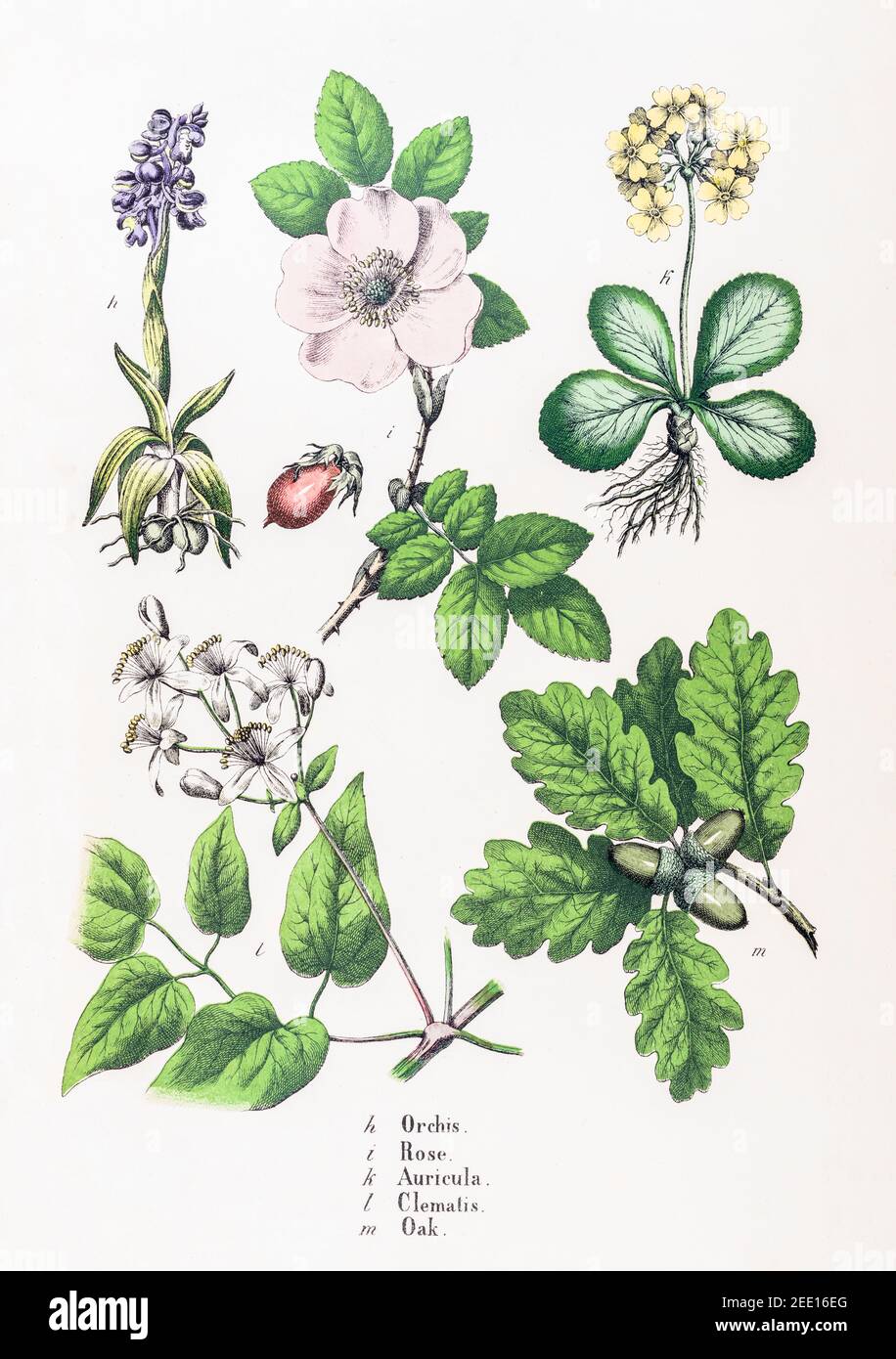 Rechte Seite der Tafel 1, die 7 Pflanzenarten zeigt, die zum Pflanzenreich gehören. Nämlich Orchideen, Rosen, Auricula, Clematis und Eiche. Siehe Hinweise Stockfoto