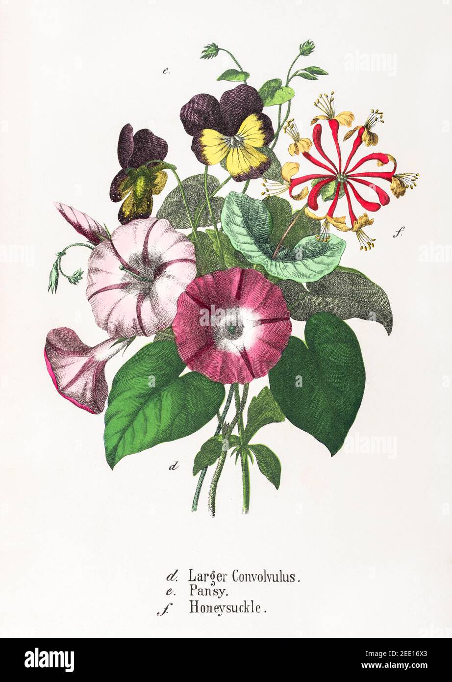 Digital restaurierte viktorianische Illustration von Convolvulus Major, Pansy / Viola tricolor & Honeysuckle / Lonicera periclymenum aus dem 19th. Jahrhundert. Siehe Hinweise. Stockfoto