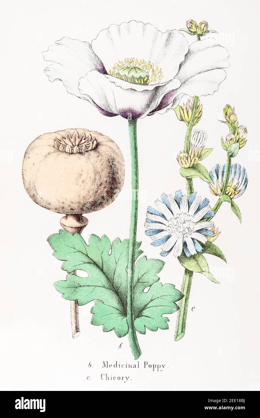 Digital restaurierte 19th Jahrhundert viktorianische botanische Illustration von Medicinal Poppy / Papaver somniferum & Chicory / Cichorium intybus. Siehe Hinweise. Stockfoto
