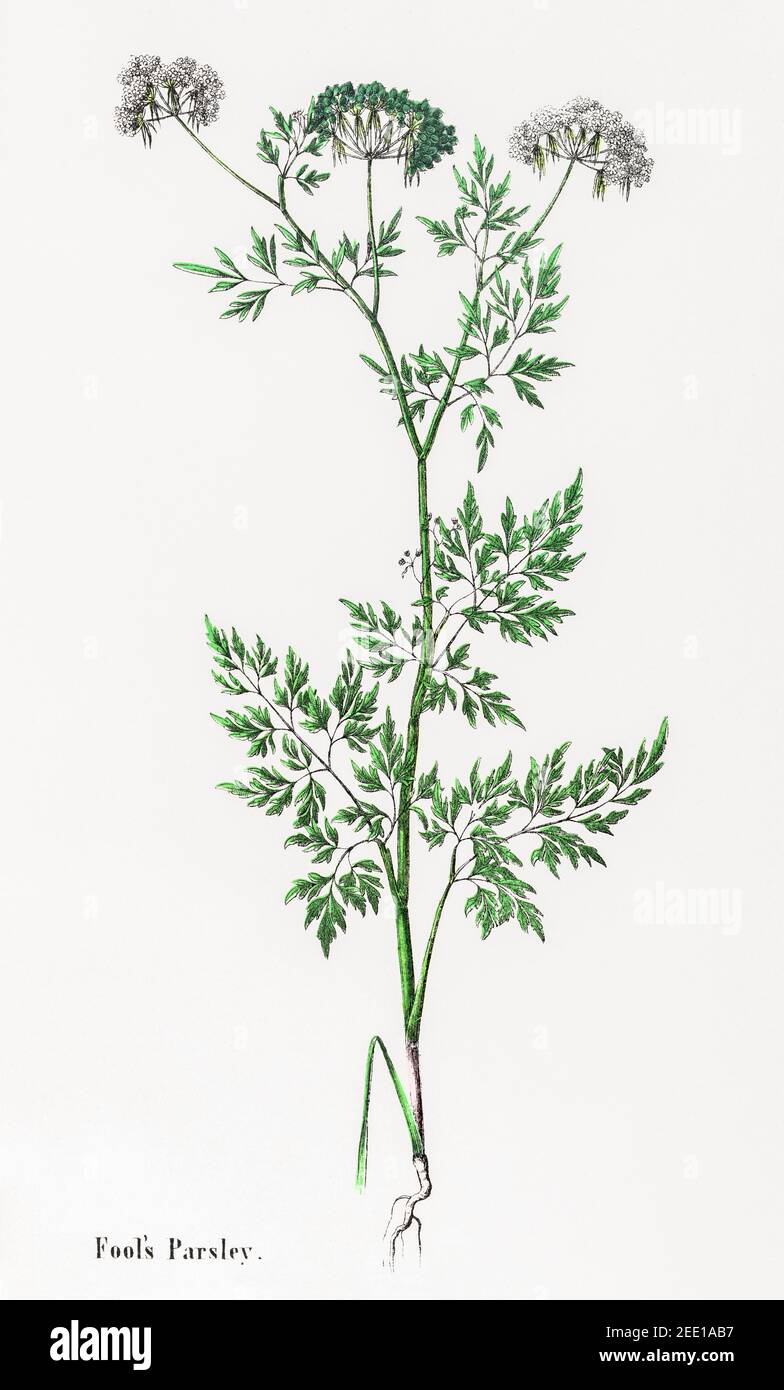Digital restaurierte viktorianische botanische Illustration von Fool's Petersilie / Aethusa cynapium aus dem 19th. Jahrhundert. Informationen zu Quelle und Prozess finden Sie in den Hinweisen. Stockfoto