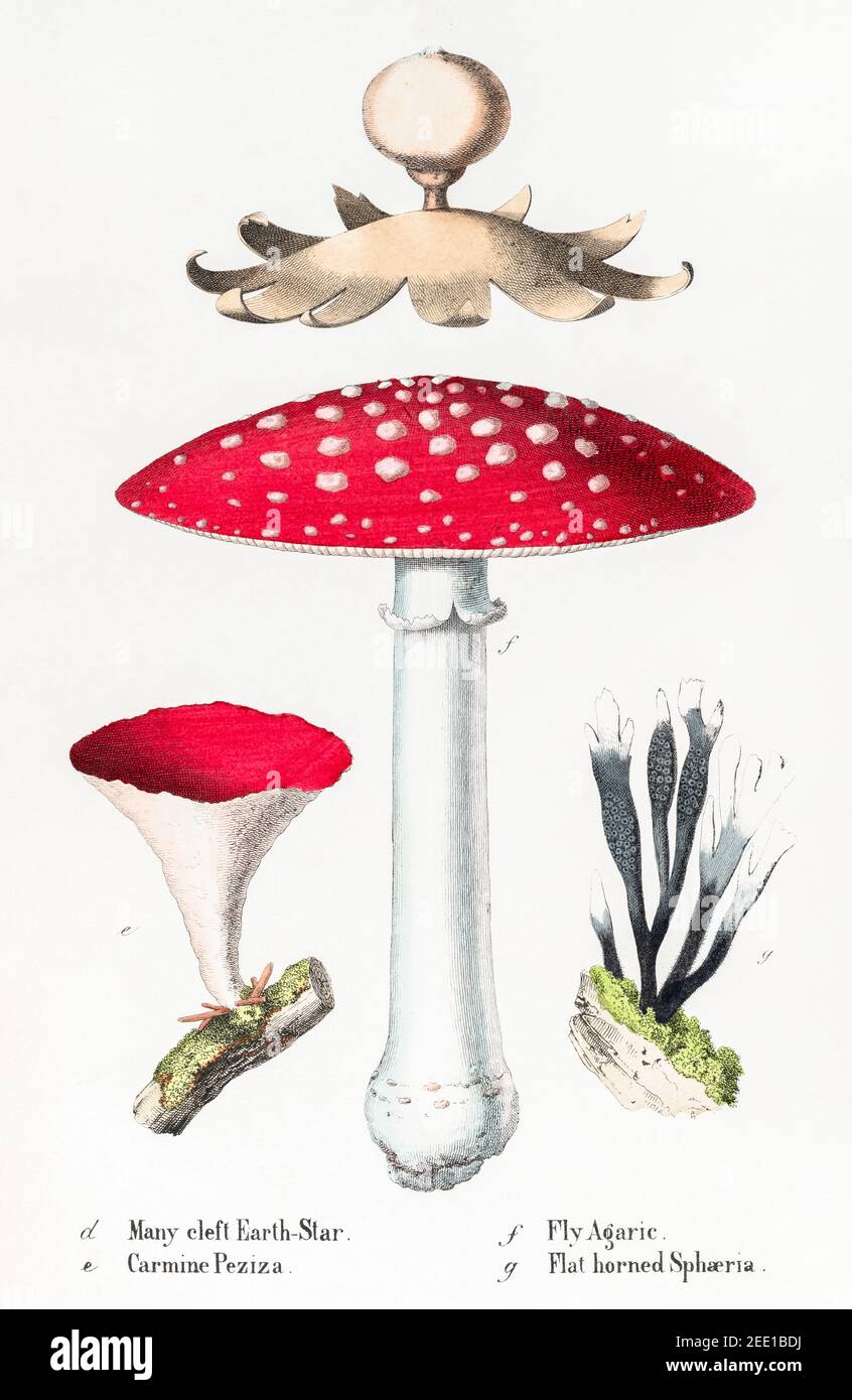 Digital restaurierte viktorianische Illustration aus dem 19th. Jahrhundert von Earth Star, Fly Agaric, Carmine Peziza & Sphaeria. Informationen zu Quelle und Prozess finden Sie in den Hinweisen. Stockfoto