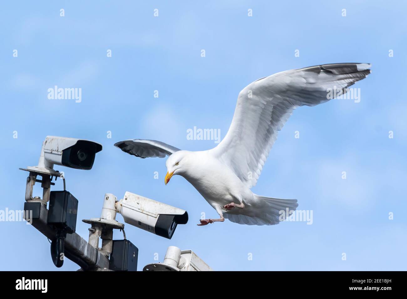 Europäische Herringmöwe, Erwachsener im Flug mit CCTV-Kamera im Hintergrund, Großbritannien, 7. Juni 2018 Stockfoto