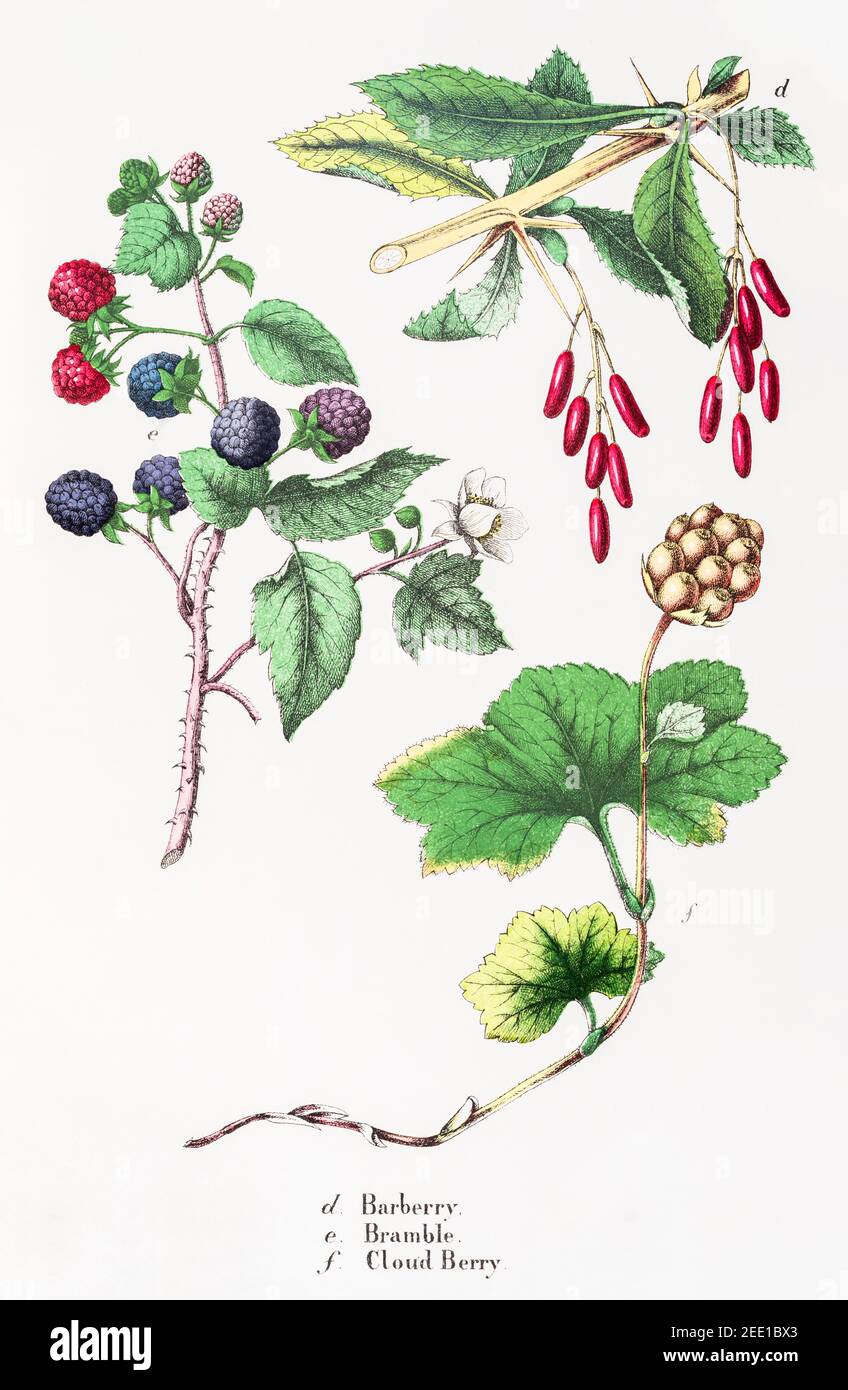 Digital restauriert 19th c. Viktorianische Illustration von Berberis / Berberis vulgaris, Cloudberry / Rubus chamaemorus & Bramble / Rubus fruticosus. Stockfoto