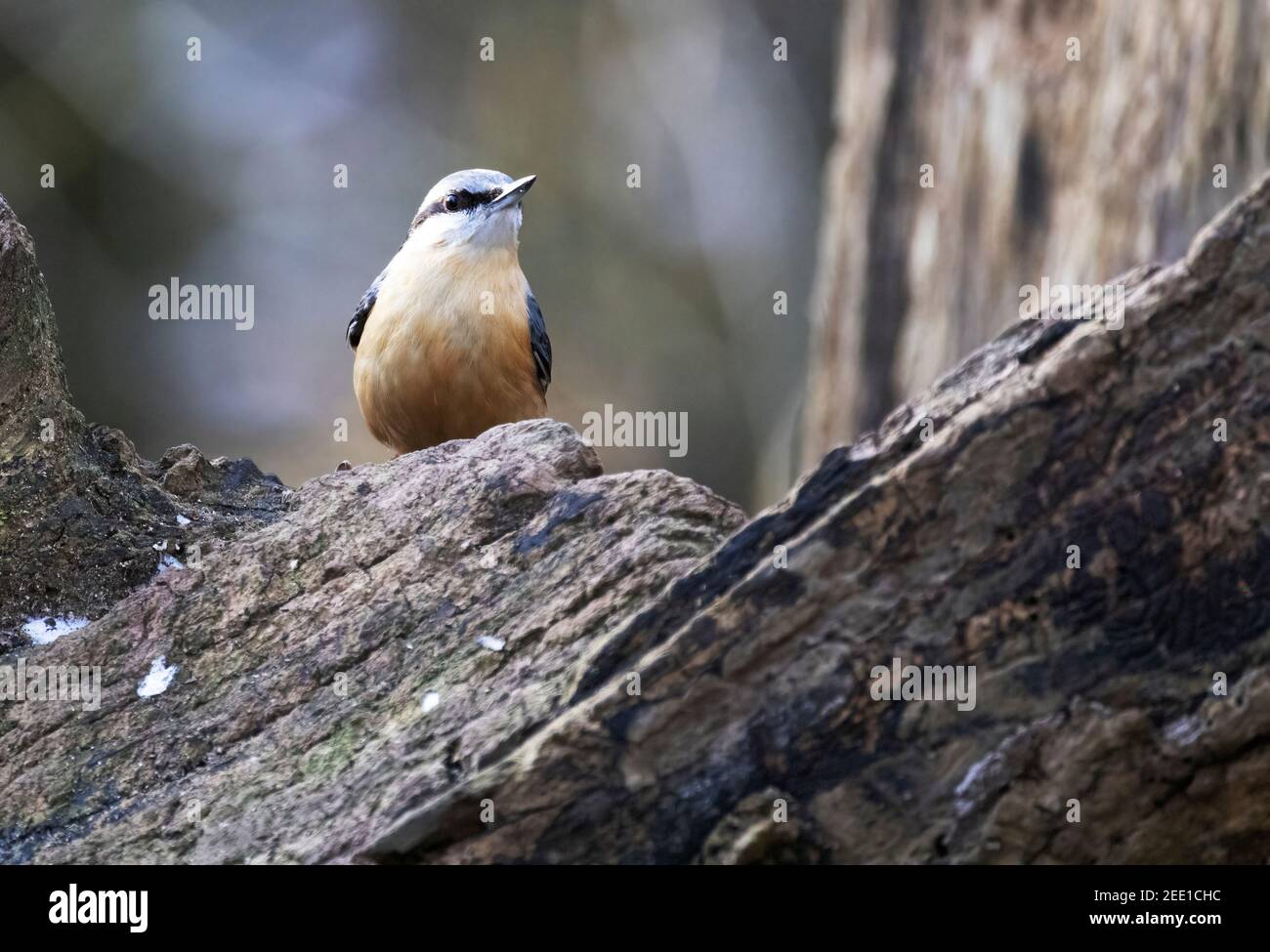 Nuthatch UK - Sitta Europaea, ein kleiner Gartenvogel, gesehen im Wald im Winter, suffolk, UK Stockfoto
