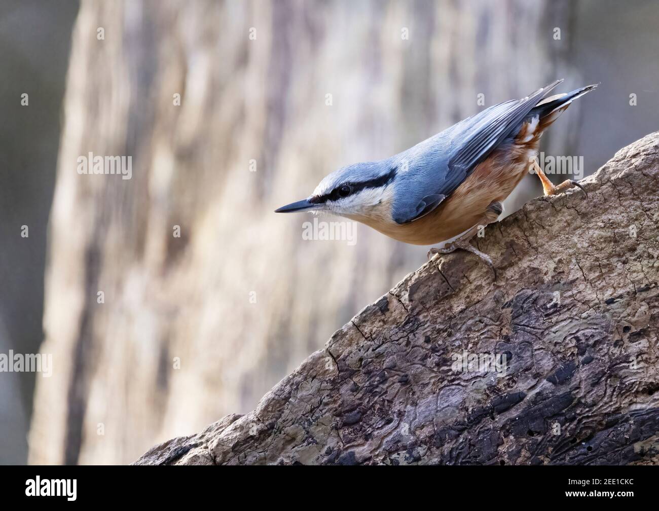 Nuthatch UK - Sitta Europaea, ein kleiner Gartenvogel, gesehen im Wald im Winter, suffolk, UK Stockfoto