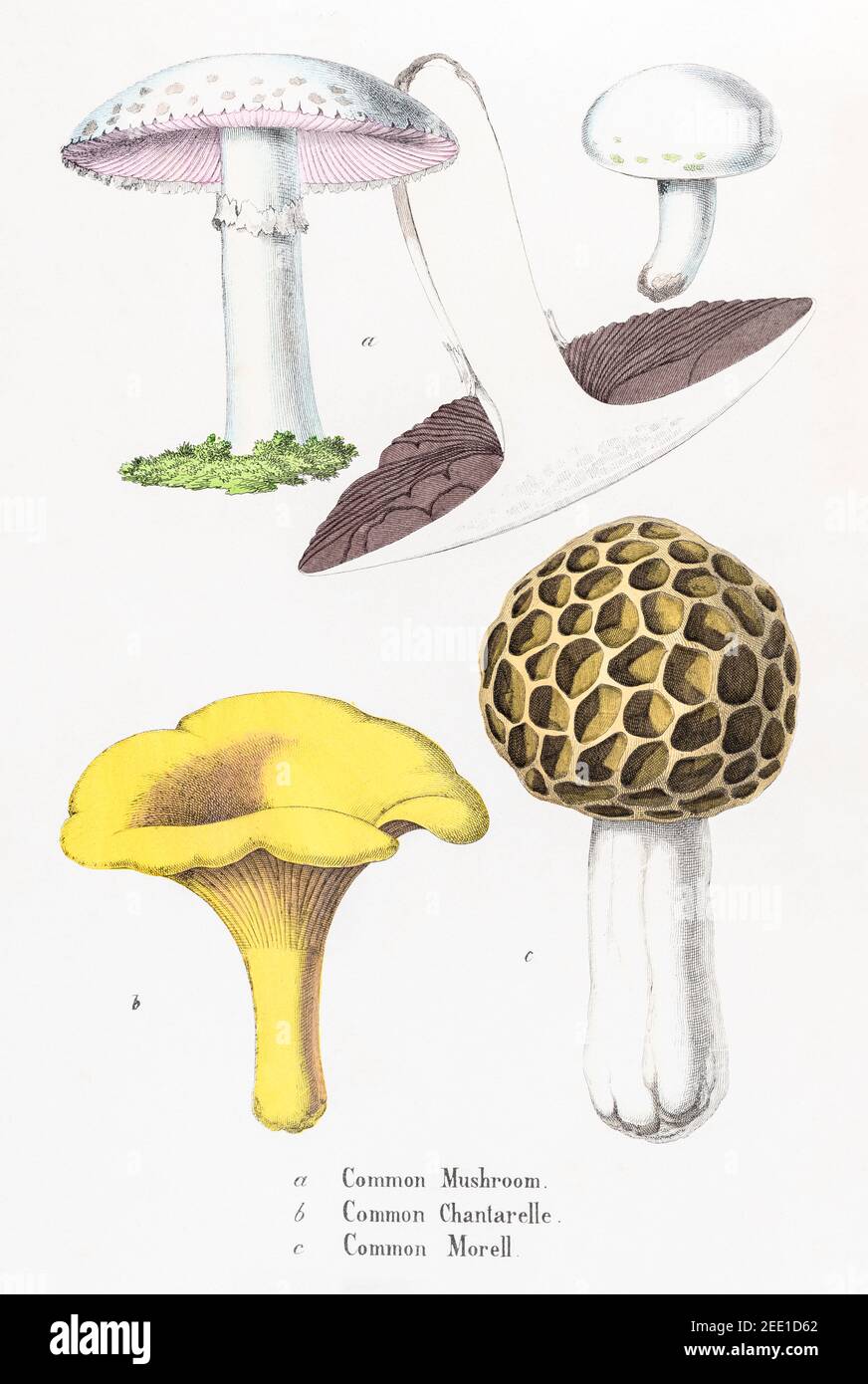 Digital restaurierte viktorianische botanische Illustration aus dem 19th. Jahrhundert von Chanterelle, Pilzen & Morelpilzen. Informationen zu Quelle und Prozess finden Sie in den Hinweisen. Stockfoto