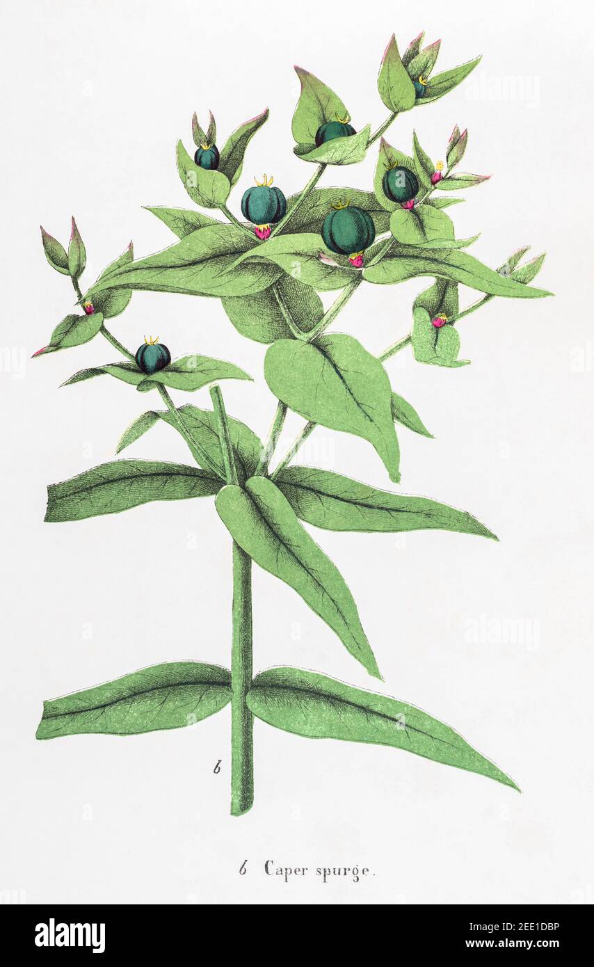 Digital restaurierte viktorianische botanische Illustration von Kaper Spurge / Euphorbia lathyris aus dem 19th. Jahrhundert. Informationen zu Quelle und Prozess finden Sie in den Hinweisen. Stockfoto