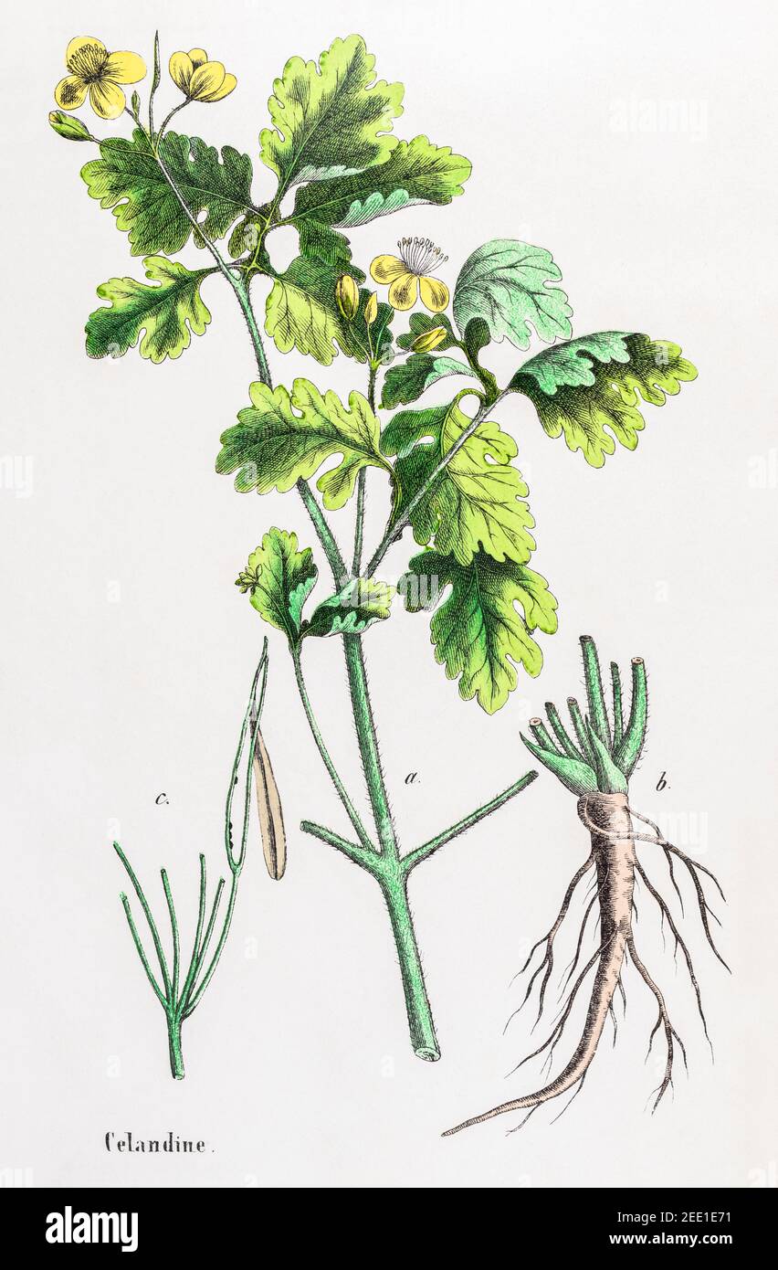 Digital restaurierte viktorianische botanische Illustration des Großraums Celandine / Chelidonium majus aus dem 19th. Jahrhundert. Informationen zu Quelle und Prozess finden Sie in den Hinweisen. Stockfoto