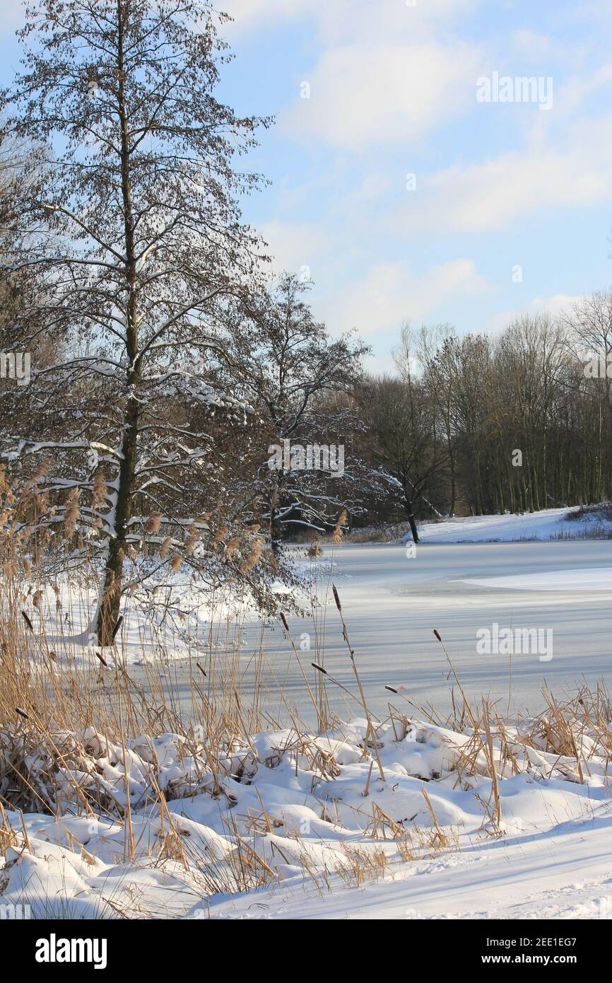 Winter im Stadtpark Staddijk Stockfoto