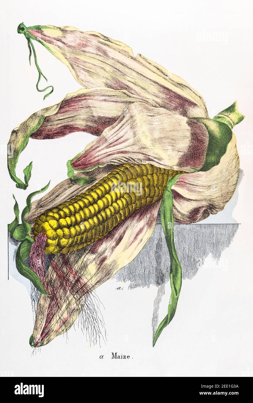Digital restaurierte 19th Jahrhundert viktorianische botanische Illustration von Mais, Sweetcorn / Zea mays. Informationen zu Quelle und Prozess finden Sie in den Hinweisen. Stockfoto