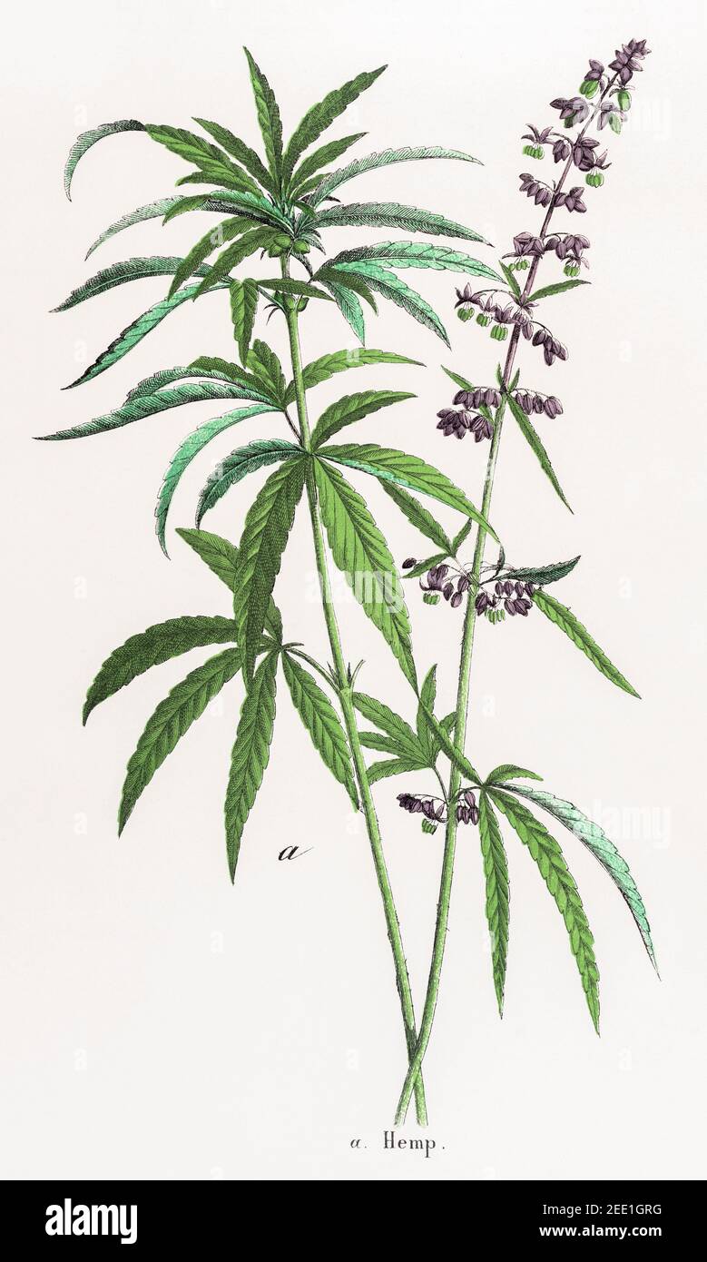 Digital restaurierte viktorianische botanische Illustration des 19th. Jahrhunderts von Hanf, Cannabis / Cannabis sativa. Informationen zu Quelle und Prozess finden Sie in den Hinweisen. Stockfoto