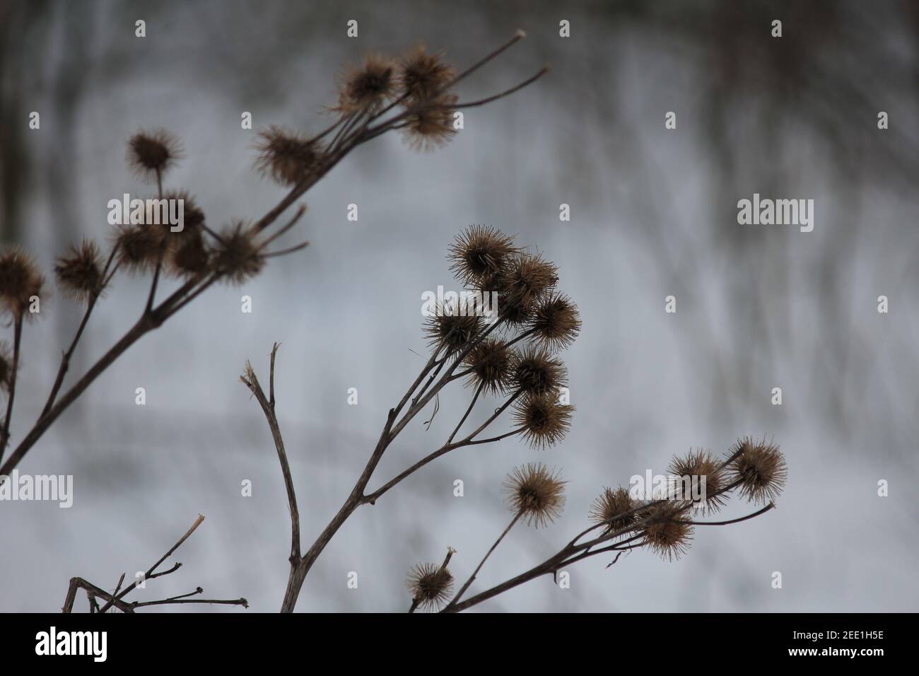 Winter im Stadtpark Staddijk Stockfoto