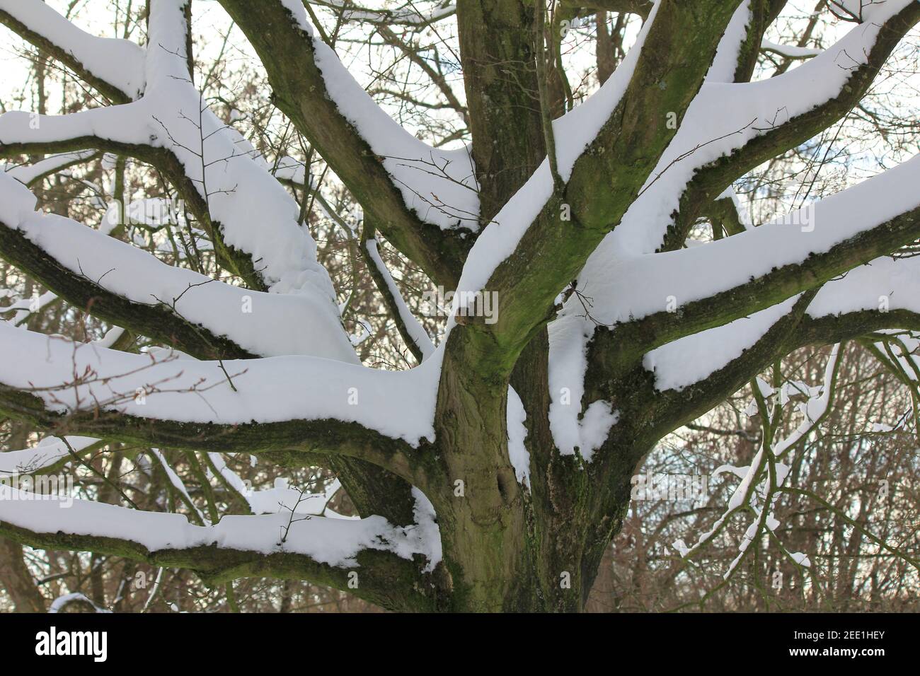 Winter im Stadtpark Staddijk Stockfoto