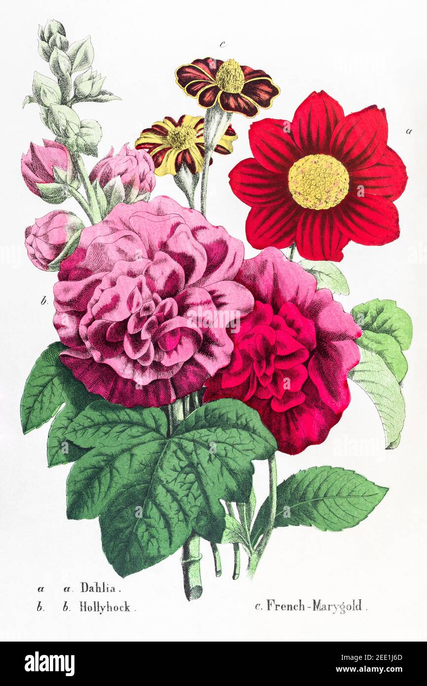 Digital restaurierte viktorianische botanische Illustration aus dem 19th. Jahrhundert von Dahlia, Hollyhock & French Marigold. Informationen zu Quelle und Prozess finden Sie in den Hinweisen. Stockfoto